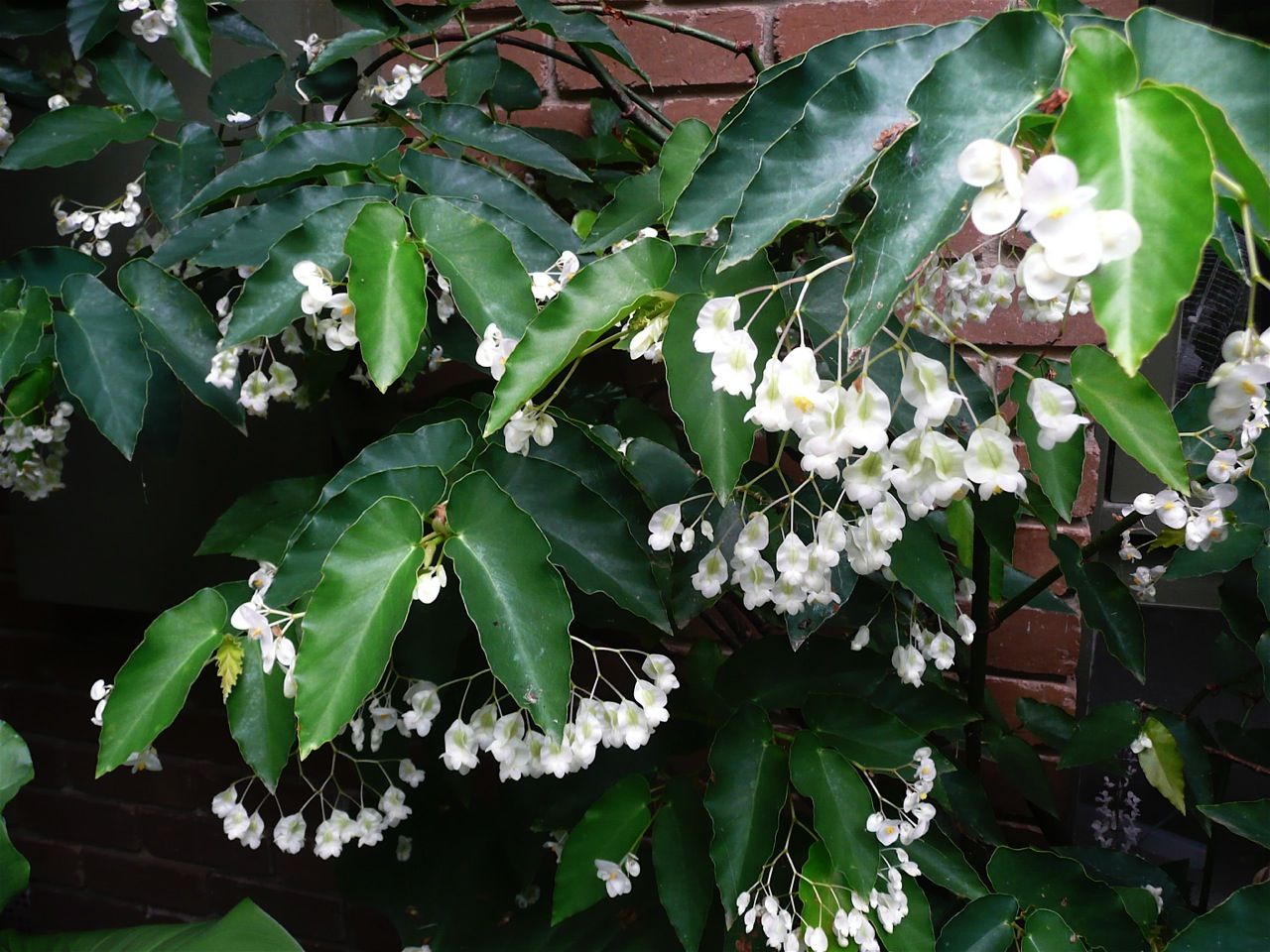 B. ‘White Showers’